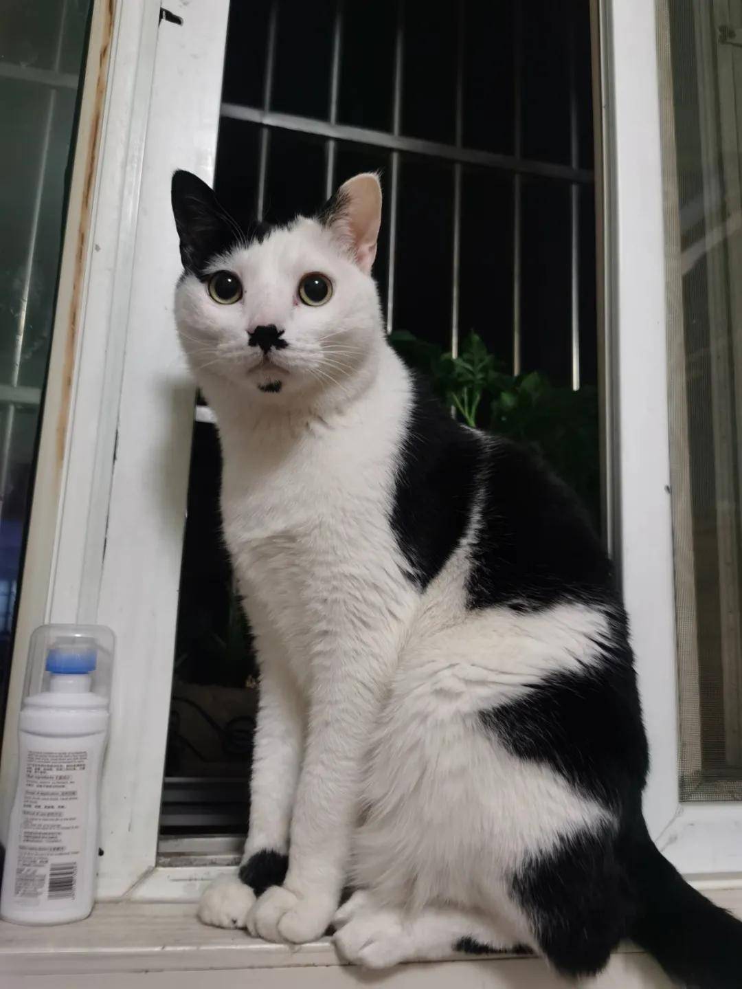 我寻思一只猫剪了刘海能有多可爱?结果…阿伟死了!