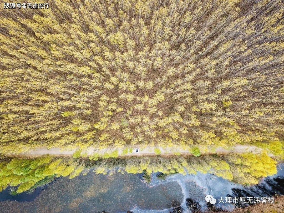 大理剑川的剑湖，秋天这片小树林，火了！