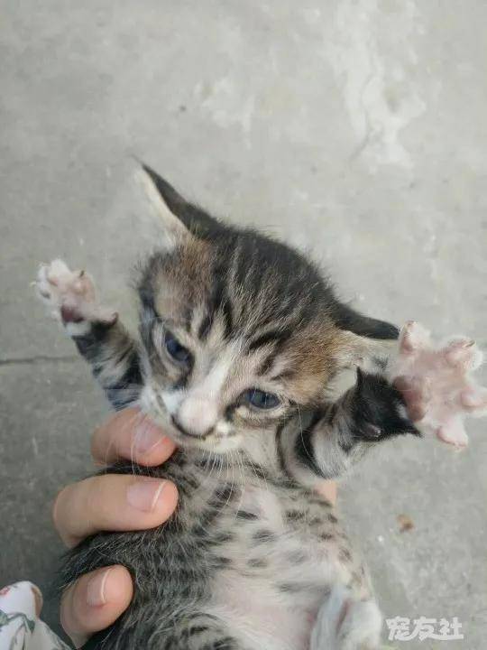 猫咪救助 2d97f1b8c97d4a01b0c1c60fd7e57f91.jpeg