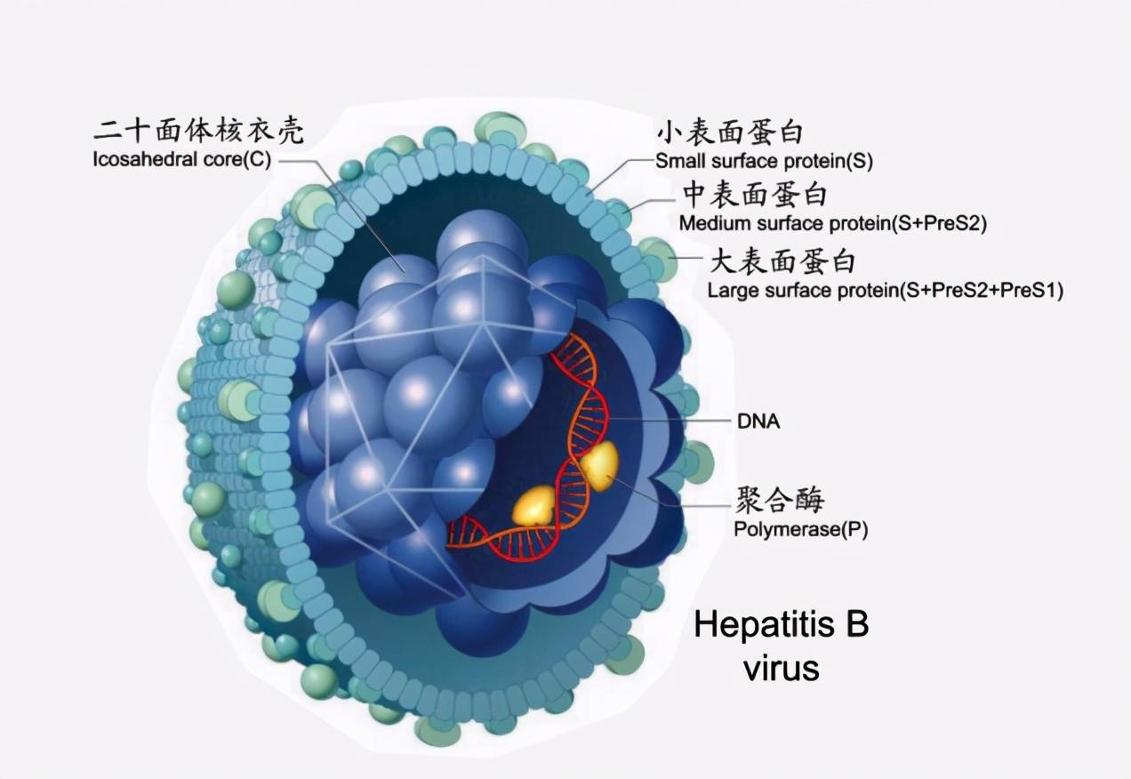 乙肝病毒基因组图片