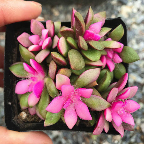 多肉怎么养出锦的状态 5f9311a07fa54273ada000c360b0dde7.jpeg