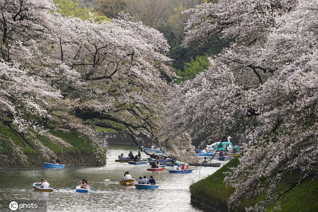 日本千鸟渊河畔樱花进入全盛期民众泛舟赏樱