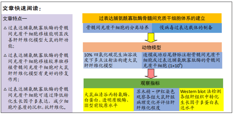 过表达脯氨酰寡肽酶的骨髓间充质干细胞修复肝纤维化模型大鼠 组织