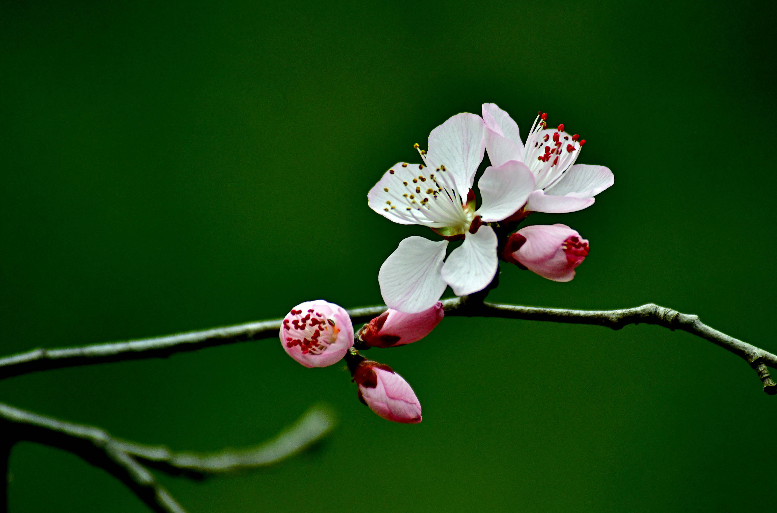 桃花盛开的时光 一 花盛芬芳 花桃