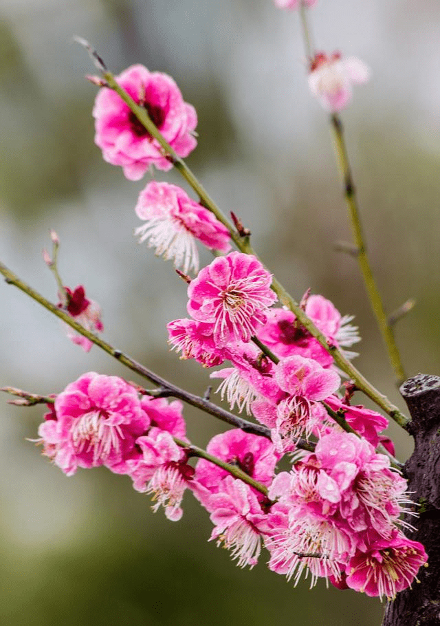 花中之魁 十大名花之首为什么是开百花之先 独天下而春的梅花 时期