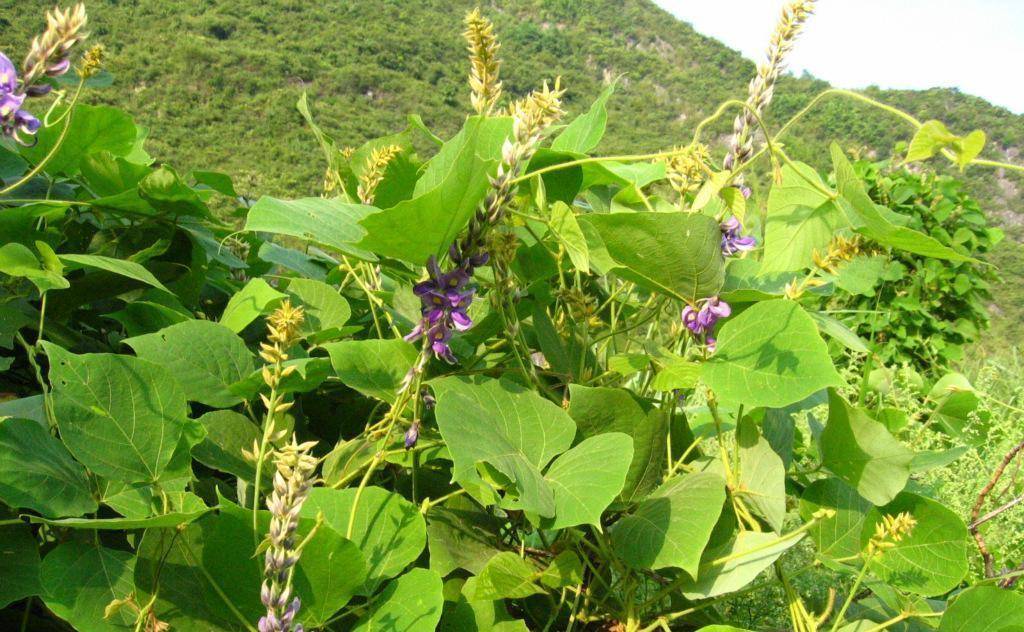 一种野花 大家都喜欢吃 用来泡水当茶饮 千杯不醉 解酒又醒脾 葛花