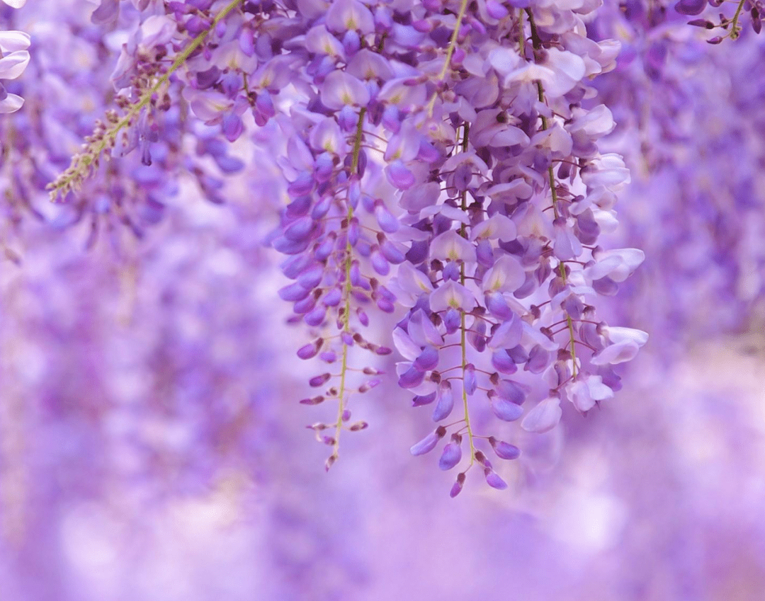诗词鉴赏 一庭閒煞紫藤花 古诗词里的紫藤花 为春色增添别样的美 满园