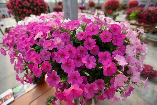 此花被称作花坛皇后 种子丢土里就发芽 可以从春开到秋 开花