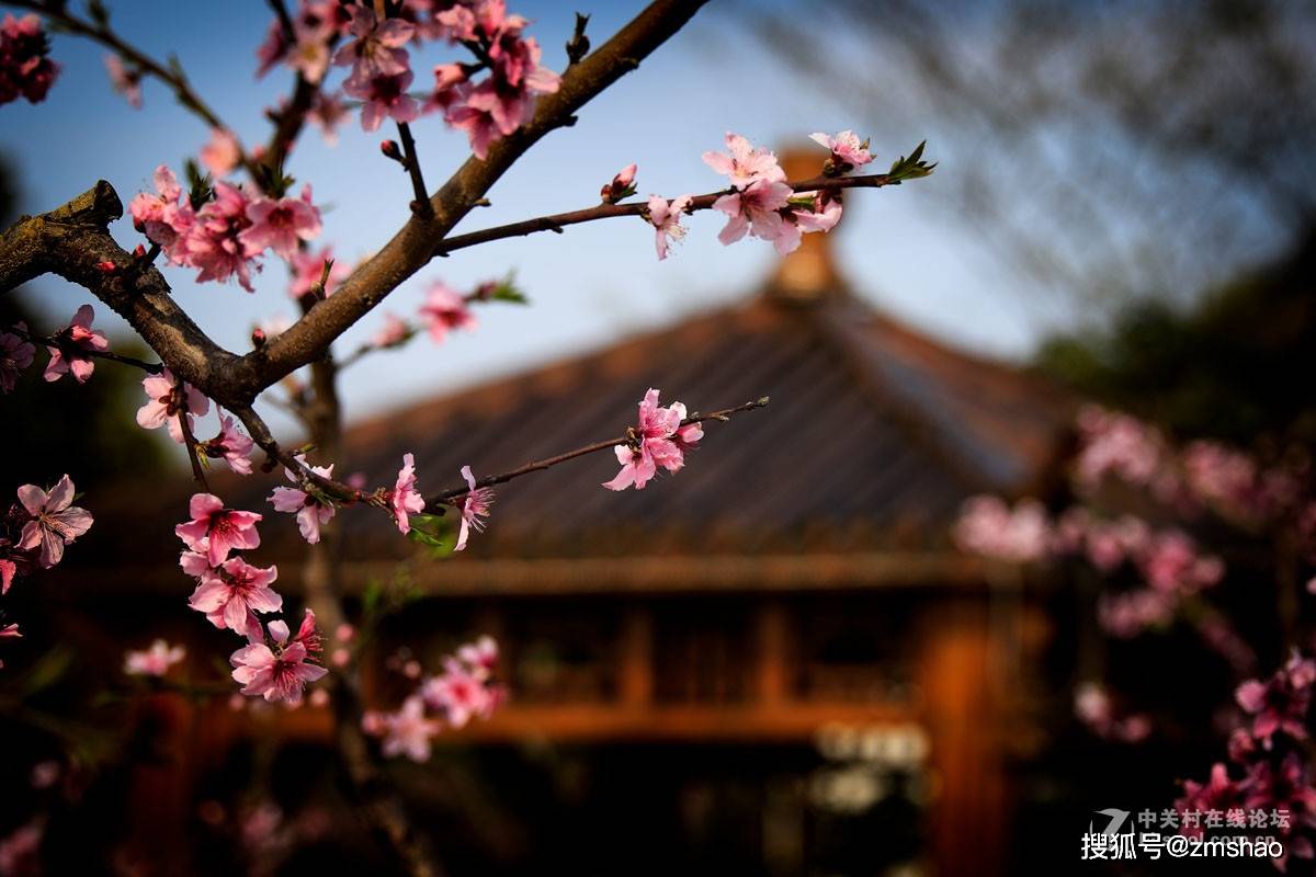 无锡阳山桃花节2021图片