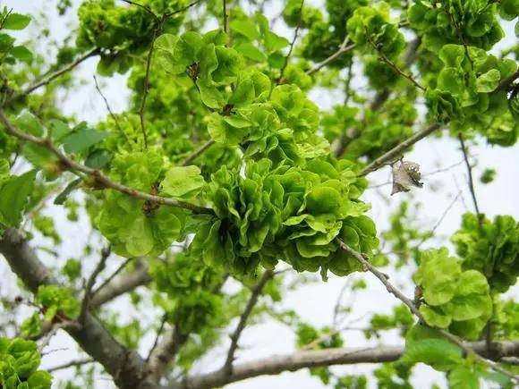 清明后,荠菜苦菜靠边站,它才是"野菜之王",过几天树上就没了_榆钱