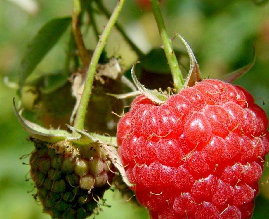 东北小时候的"假水果",曾经农村有很多,如今很少能见到!