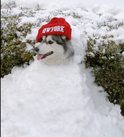 哈士奇能夠蹲著，讓主人把雪埋在身上露出頭很乖巧 萌趣萌寵 第3张
