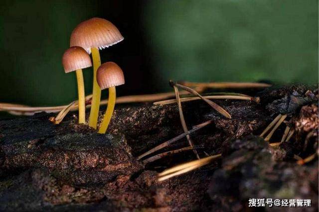 蘑菇为什么会烂 29bb389cf7c6490191c932c7f58f61e8.jpeg