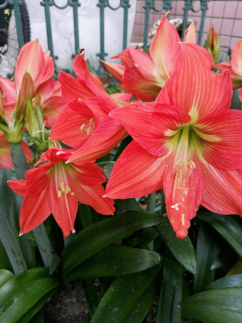 什么时间种植朱顶红最好 2b36c700c43b4564bc5ece7f5b9d4a46.png