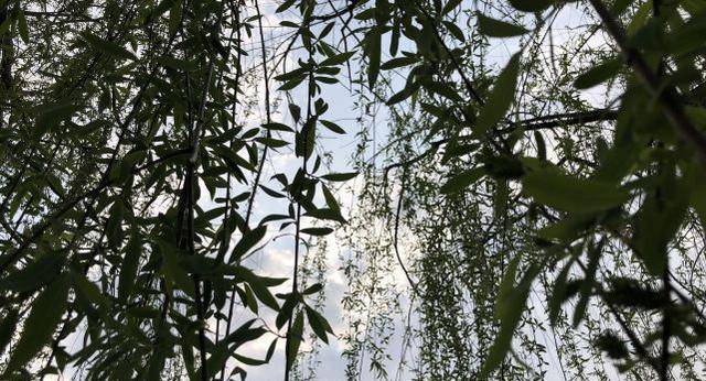 一年有几个季节 俗语 一年分五季 长夏主春秋 是什么意思 应龙