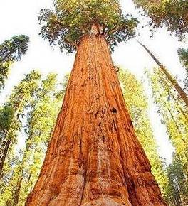 全球最大的树，重2800吨，它诞生时，我国还是春秋战国时期