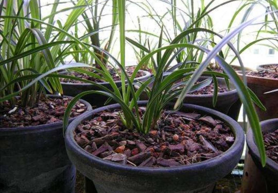 兰花几月份种植最好(兰花几月份买来栽最好)