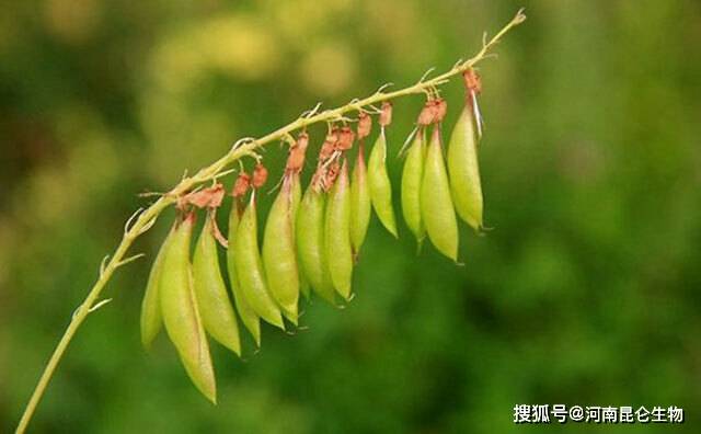 什么时间种黄芪 9a352918748f4d42b1fe9bd52f4fced1.jpeg