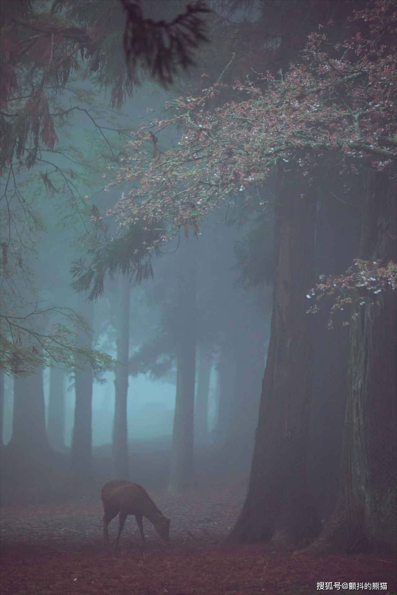 樱花盛开的时候正好发生了浓雾！简直就像“童话世界”一样的景象