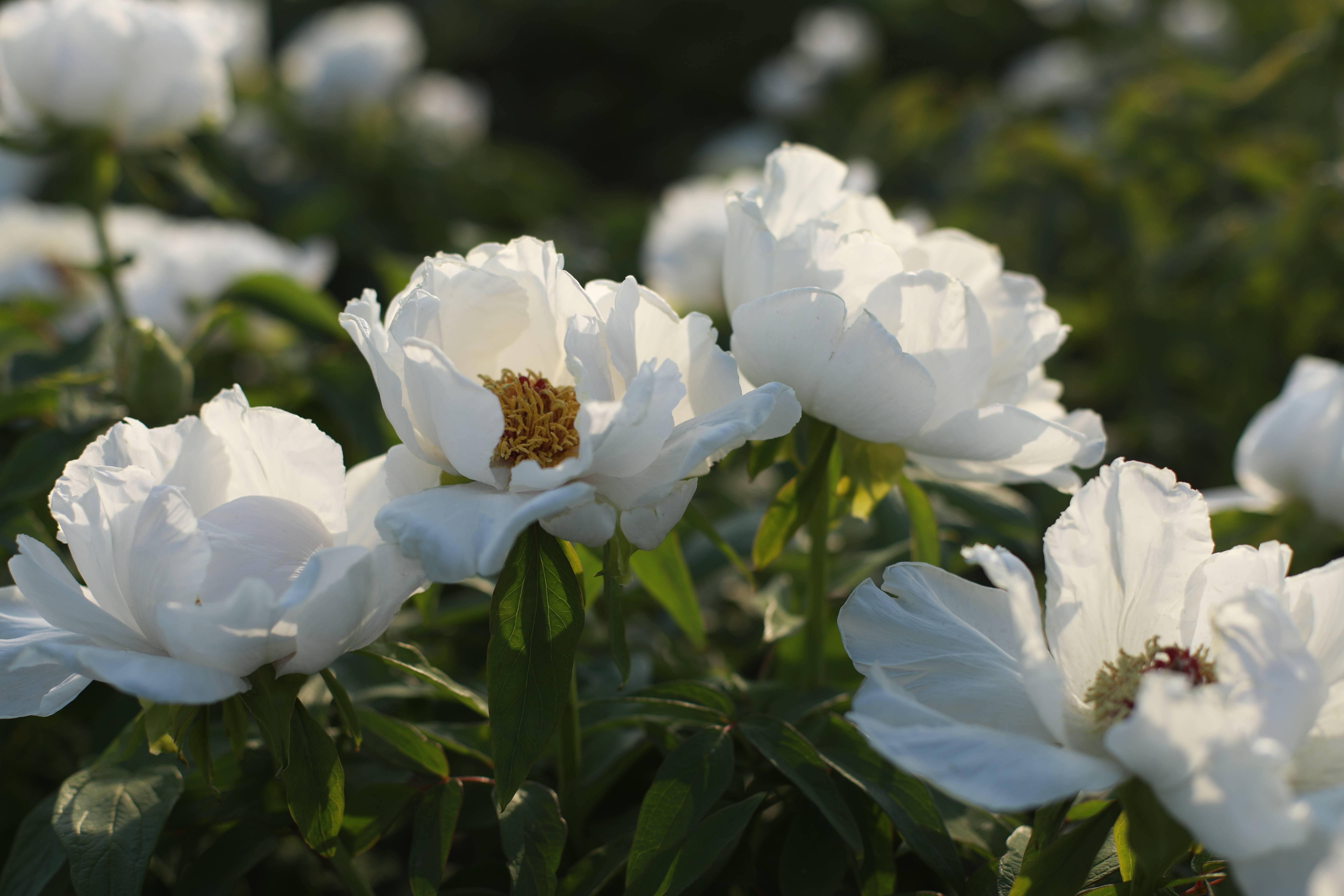 牡丹花的始祖 凤丹