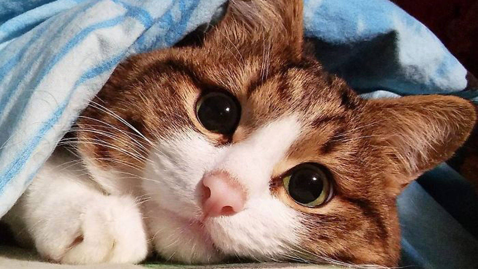 猫咪怎么才能亲近人 6b74440ff9b548cc90fd500a512815e7.jpeg