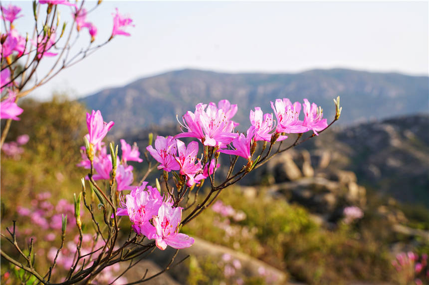 浙江温州藏着一个小众旅游景点，春天漫山遍野杜鹃花开，美如仙境