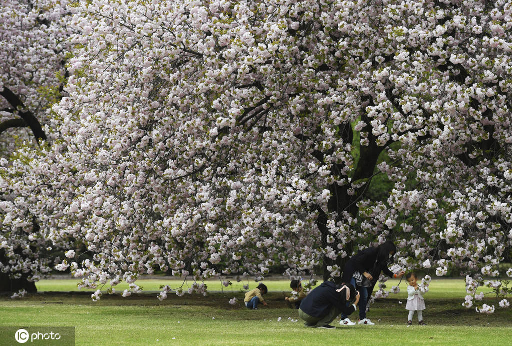 粉色浪漫日本新宿御苑樱花盛开 搜狐大视野 搜狐新闻