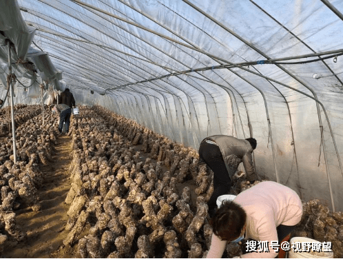 鲁山县各乡镇经济总量排名_经济发展图片