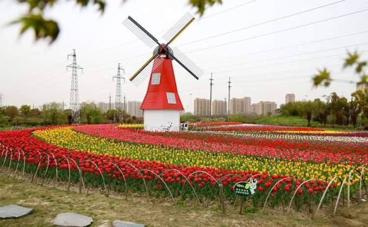 6万株郁金香已盛放！嘉定这片“小荷兰” 景观，你看过了吗？