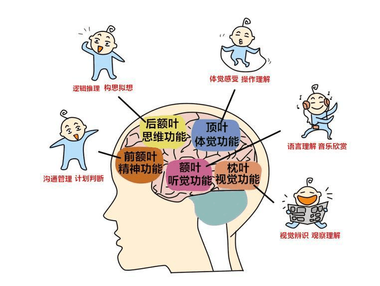宝宝几个月开始发育大脑 7a68c9211c3d41cd9af9edc99c8f230b.png