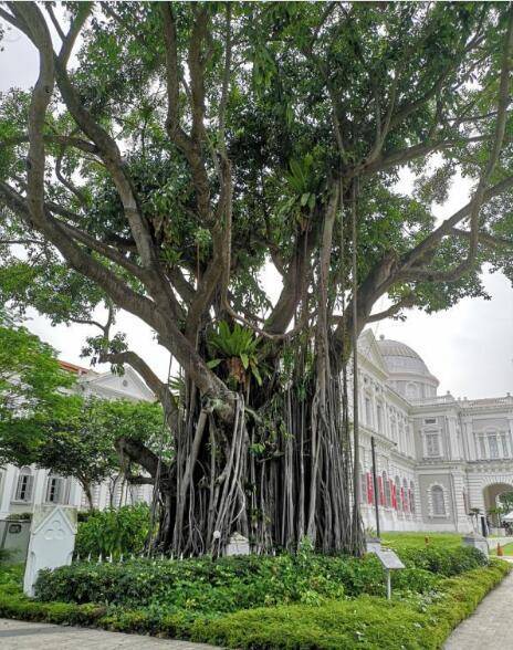 新加坡的国树图片