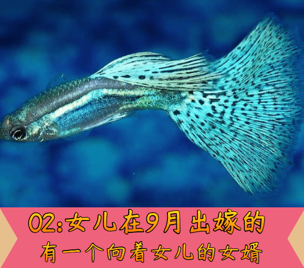 bc082fa0581e4052897e3e388724c9ed.png