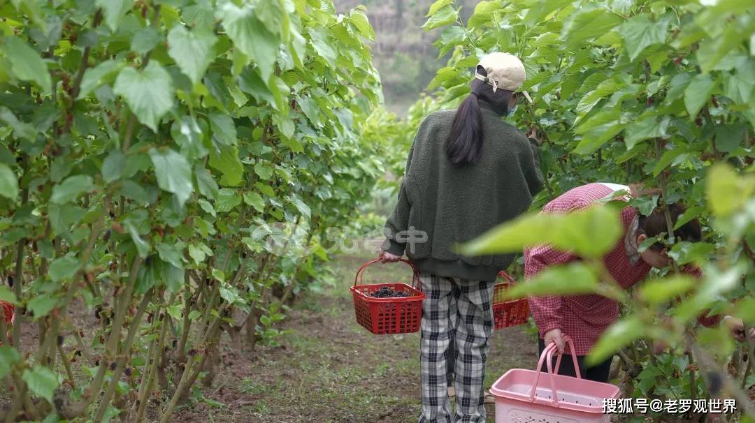 玩转内江 | 酸甜可口！内江这里的600亩桑葚等你来摘_陈家镇