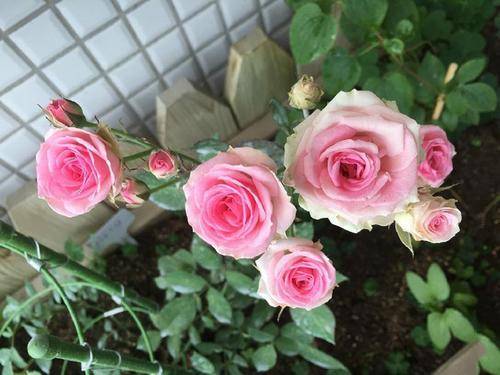 原创花期超长的5种月季,单朵能开一个月,阳台养一盆,长期有花赏