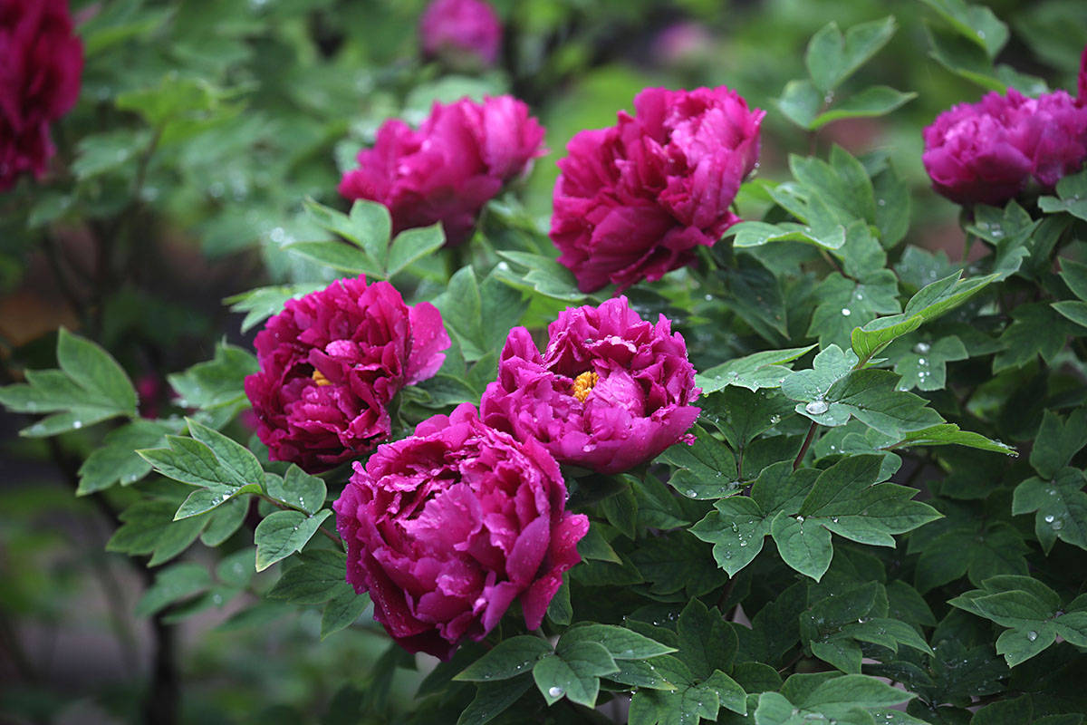 原创老院中的焦骨牡丹雨中洛阳红
