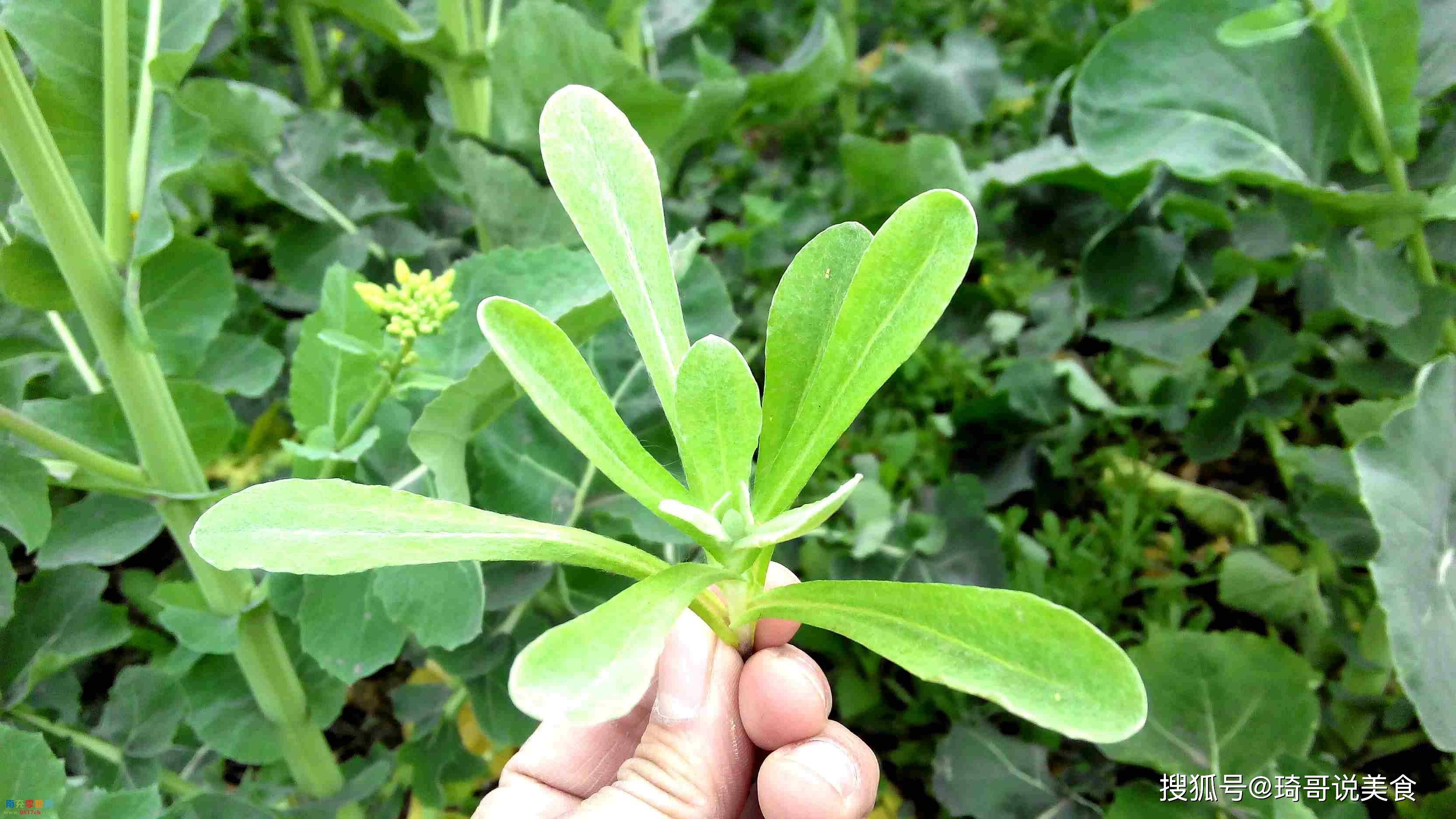 長得像豌豆,曾被用來餵牛,含鈣比牛奶高,如今成高端野菜 - 醫藥經