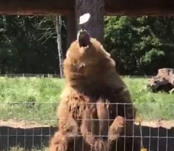 棕熊空手接面包，还会挥手进行互动，棕熊：坐下，基本操作