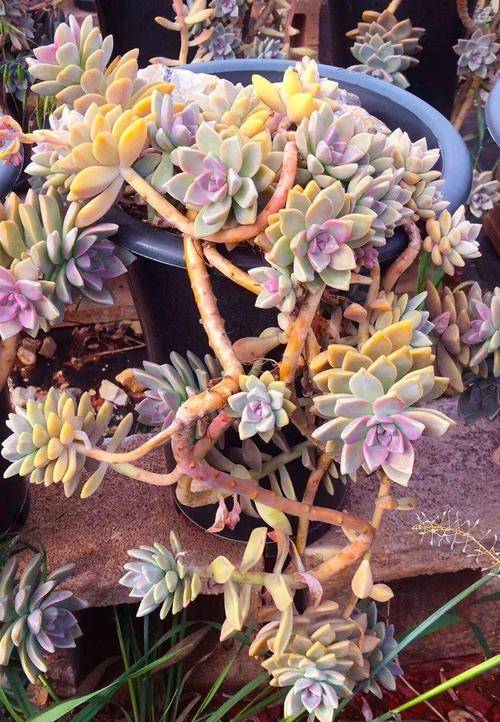 6种漂亮多肉 越养越漂亮 养成老桩更有意义 值得拥有 花友