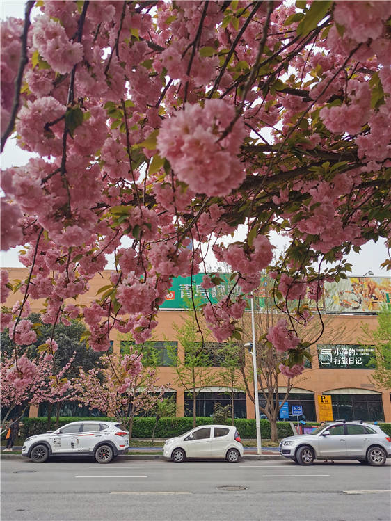 西安的春天，这条高颜值樱花大道的樱花美哭了，你还不来吗？