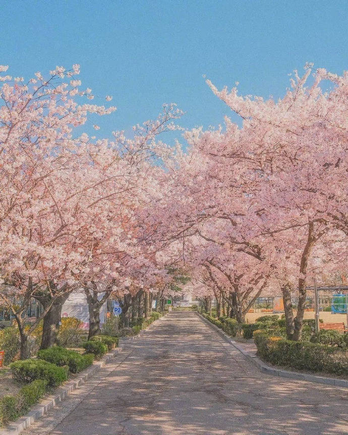 可笑的花 可笑的花