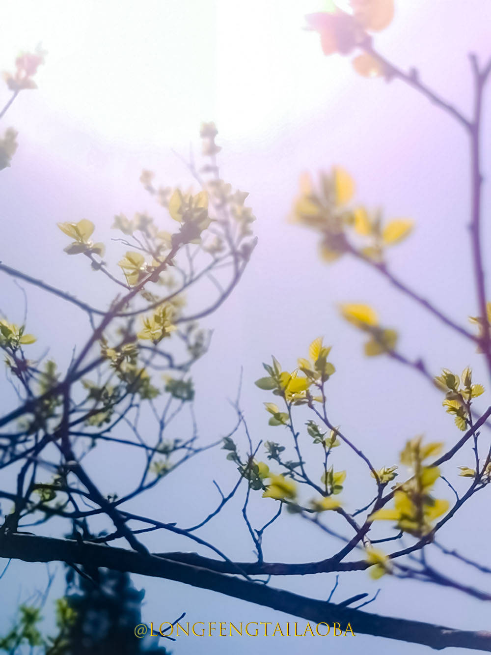 mate|清明节。花儿正艳