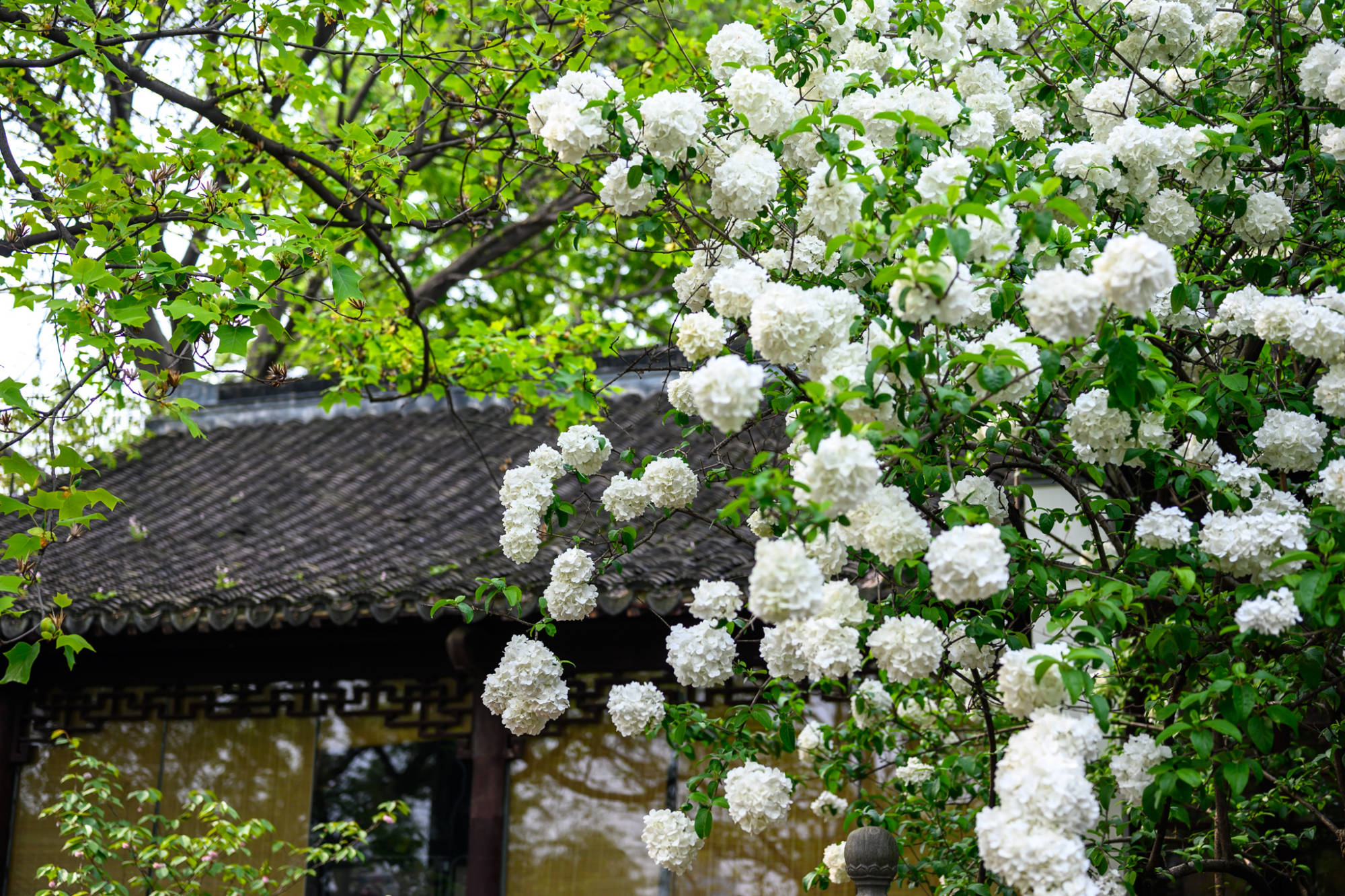 错过了南京樱花，一定不要错过清凉山的绣球花，白色花团让人惊艳