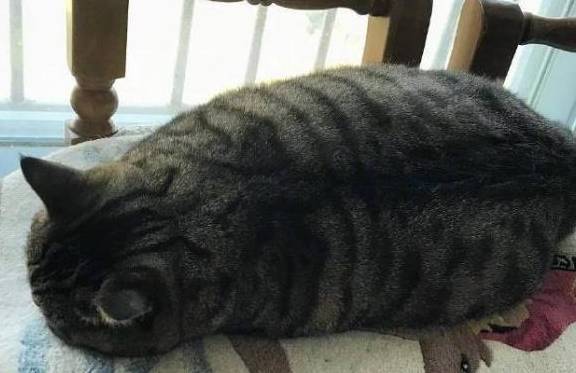 油光水滑的大海参 狸猫胖起来比橘猫还实在 网友 海参泡发了 花猫