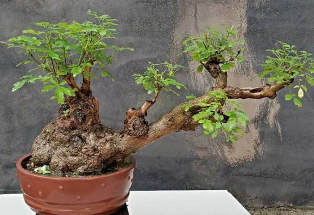 山上黄荆树桩简单几个步骤就能养成古朴苍劲的盆景