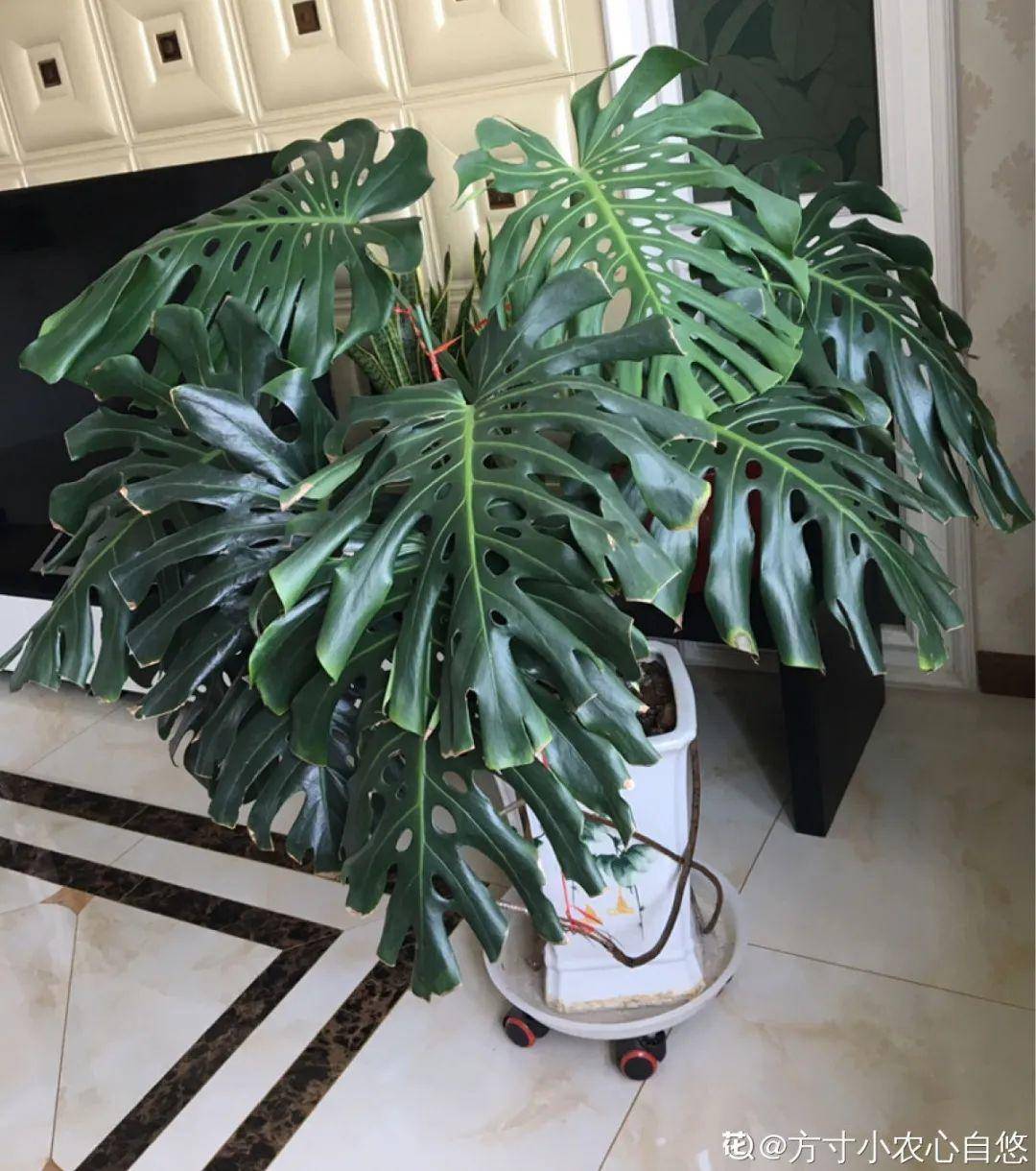 龟背竹怎么养得叶子大 43c9b828bd5745acb5d7253c512930af.jpeg