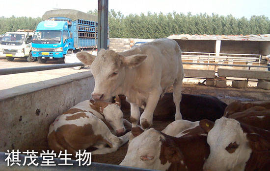 养殖业什么最稳成本低 养殖业什么最稳成本低养殖
