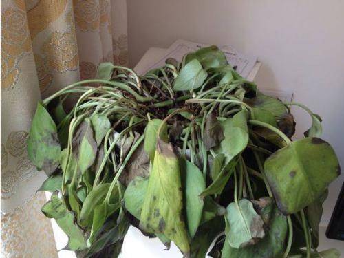 花卉蔫了就浇水?没搞清楚情况,浇一盆死一盆_叶片