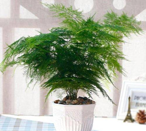 4种花 家里养一盆 空气更清新 全家都受益 是盆栽佳品 文竹