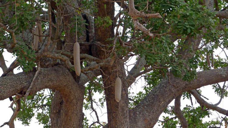 非洲人为何不愿意种地，看到当地的“大香肠树”，网友：垂涎欲滴