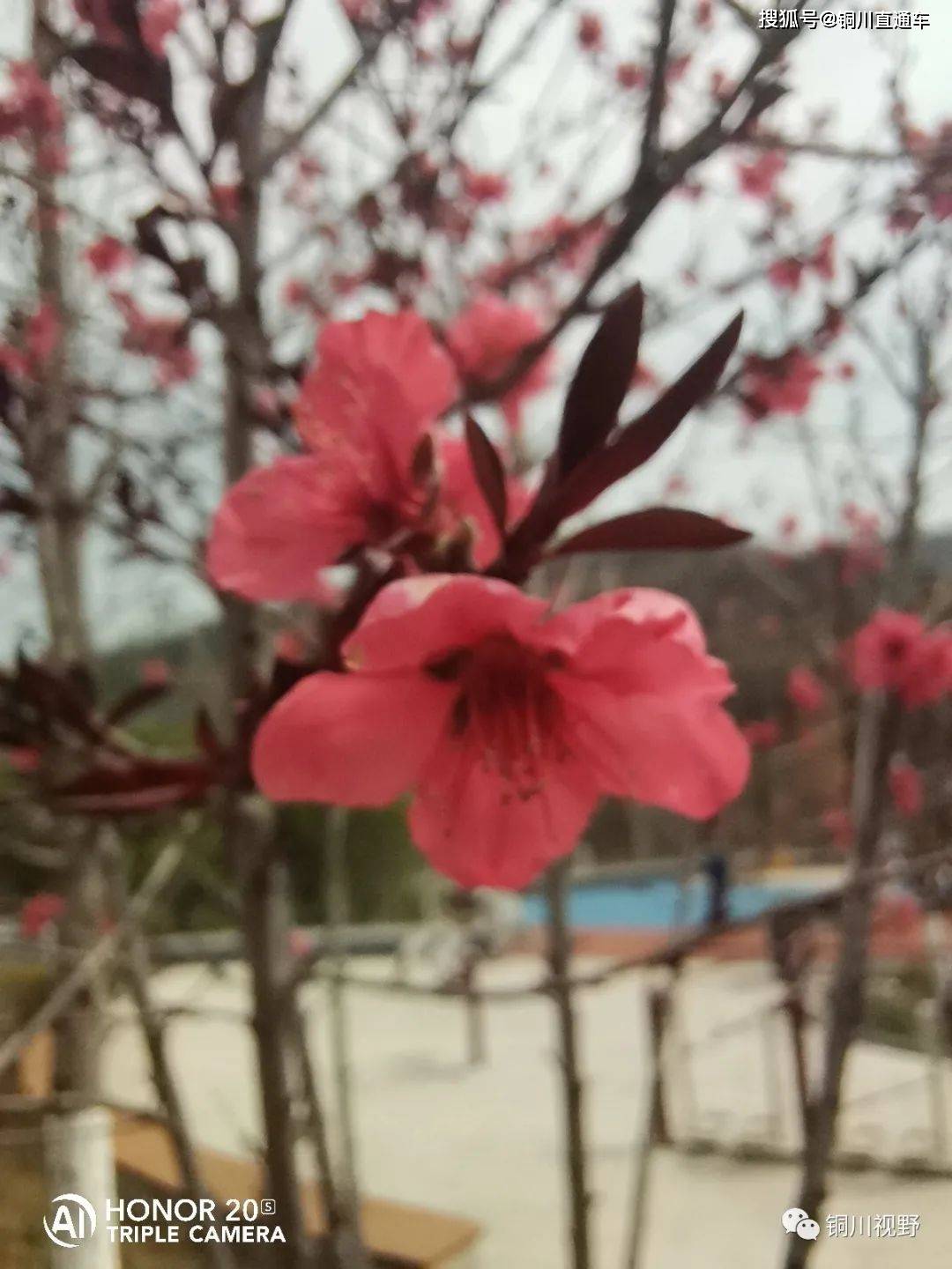 铜川王家河小公园的春天